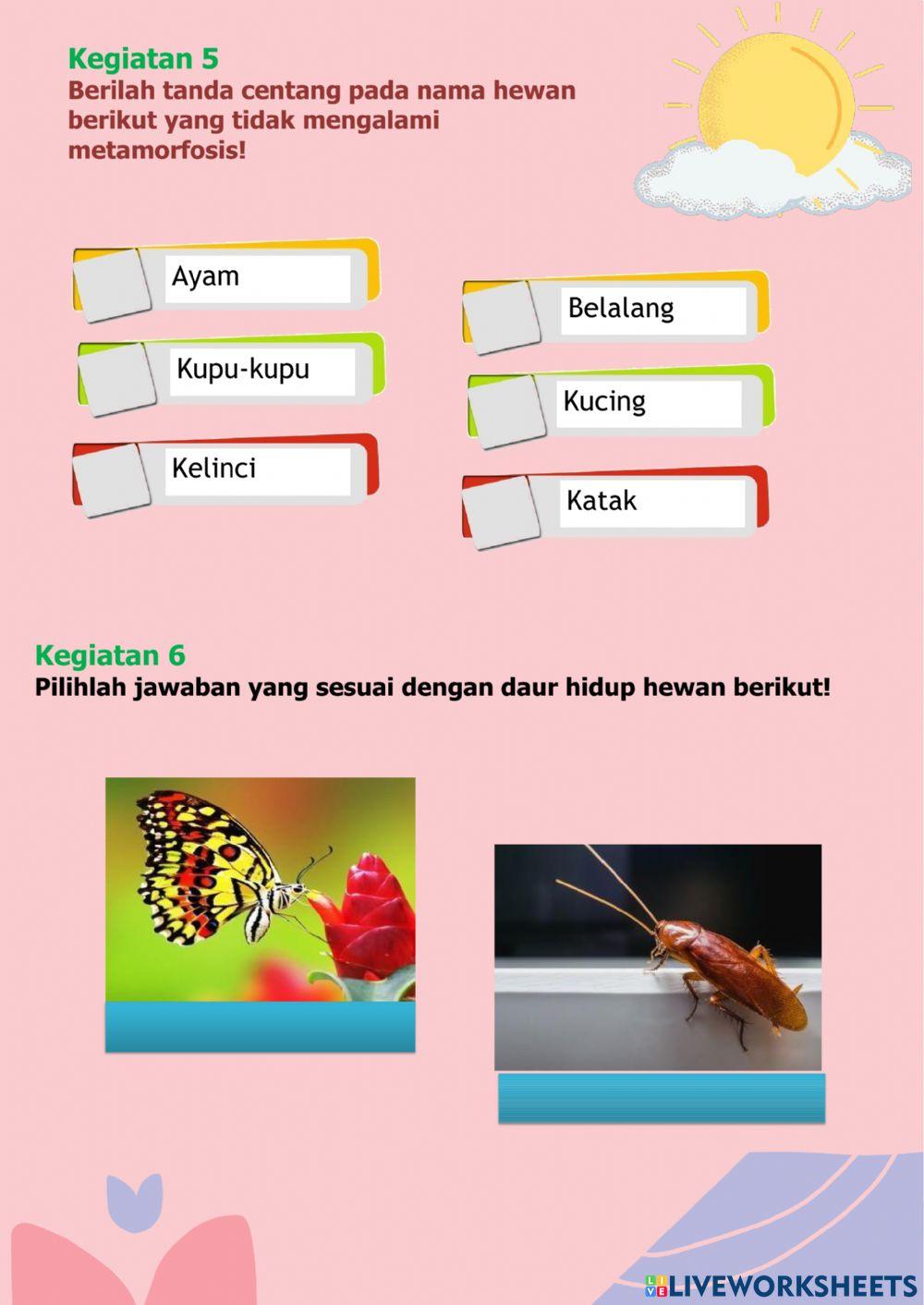 Ternyata Ini Kunci Jawaban Soal Tema 6 Subtema 1 Kelas 4 Dengan Gambarnya Terbaru